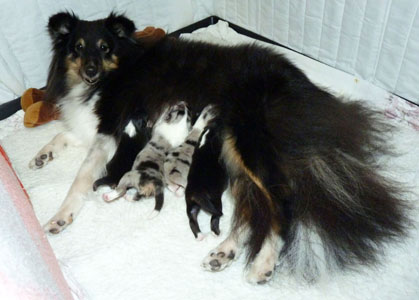 Ayu Mutter mit Kindern