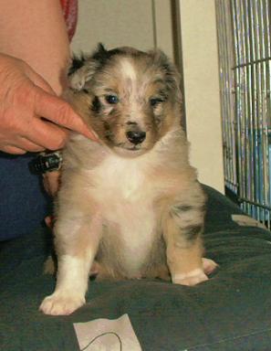 .Gerry, der Schmuser