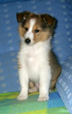 Ayurveda Uno  ( Shane )