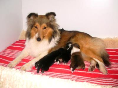 Die Geburt ist geschafft !